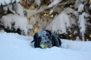 Snö och en boll - lycka för Sigge